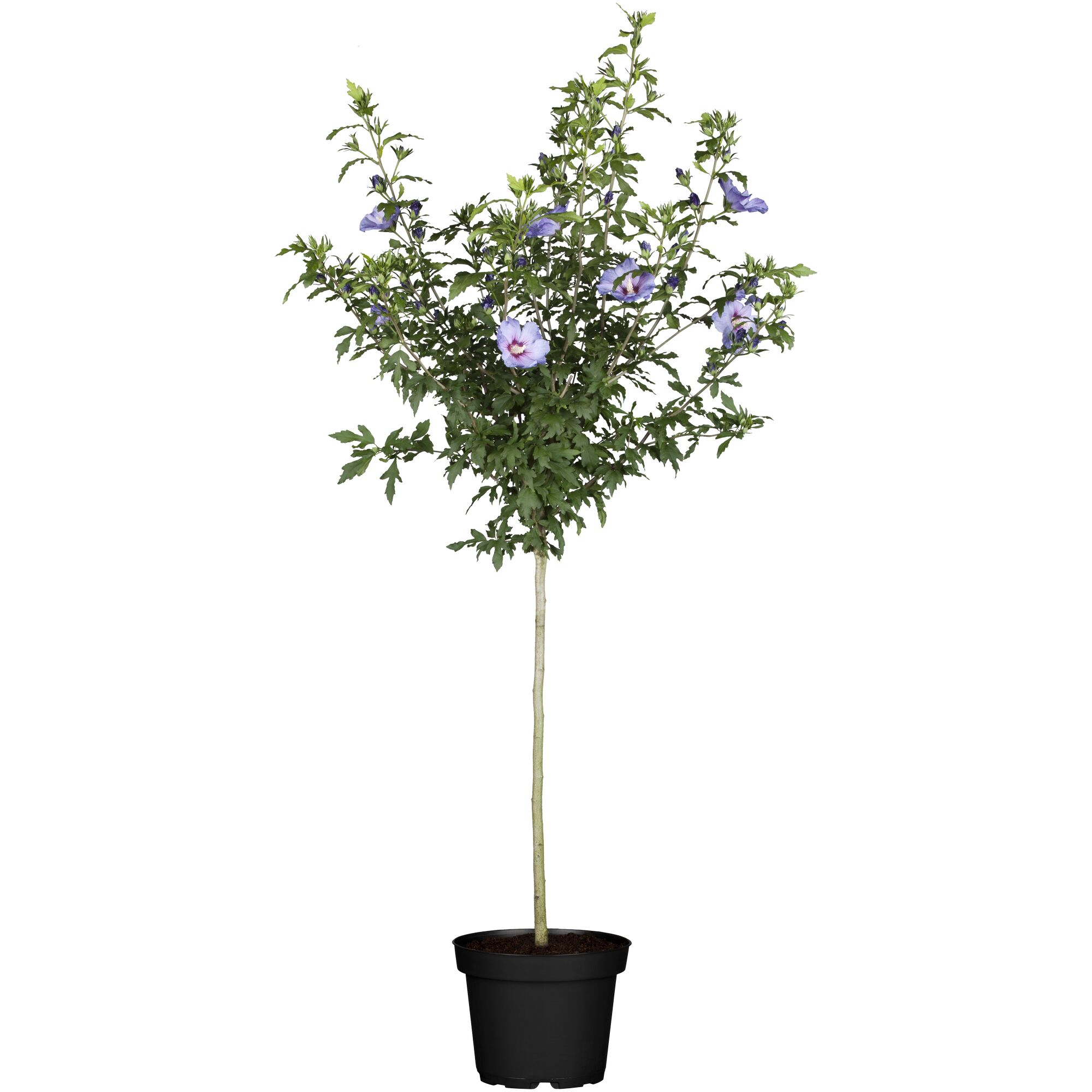 Hibiskus-Hochstamm mit lila Blüten in schwarzem Topf