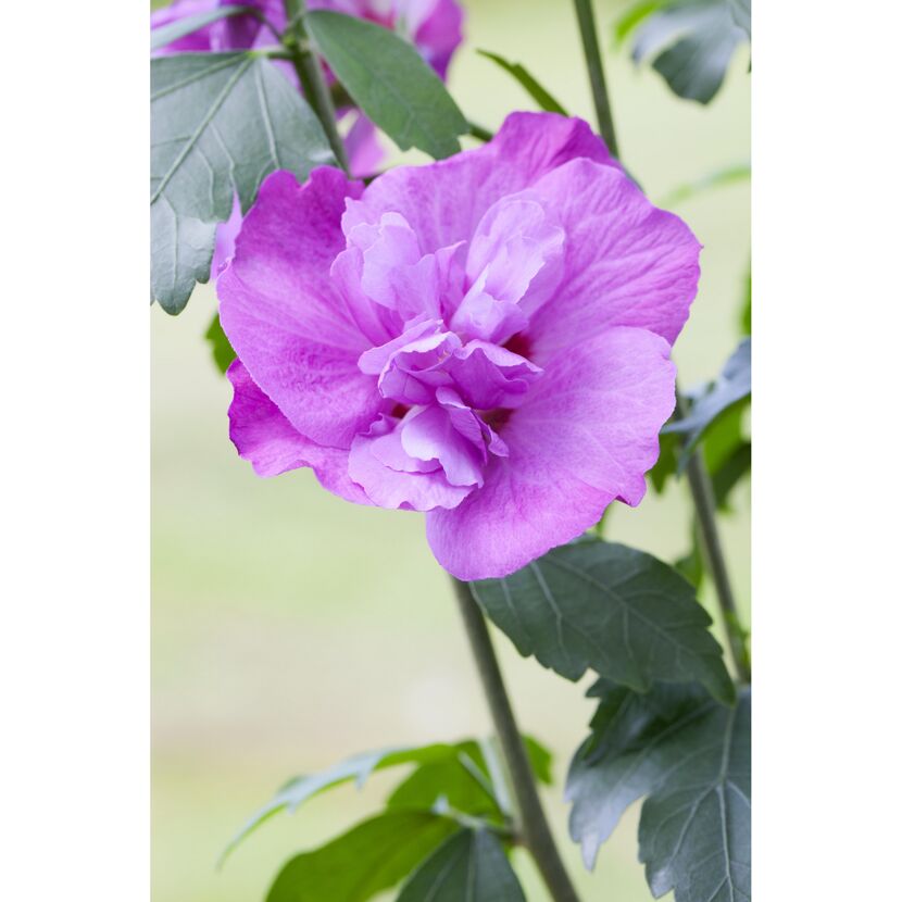 Lila Hibiskusblüte