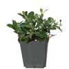 Cotoneaster im Topf