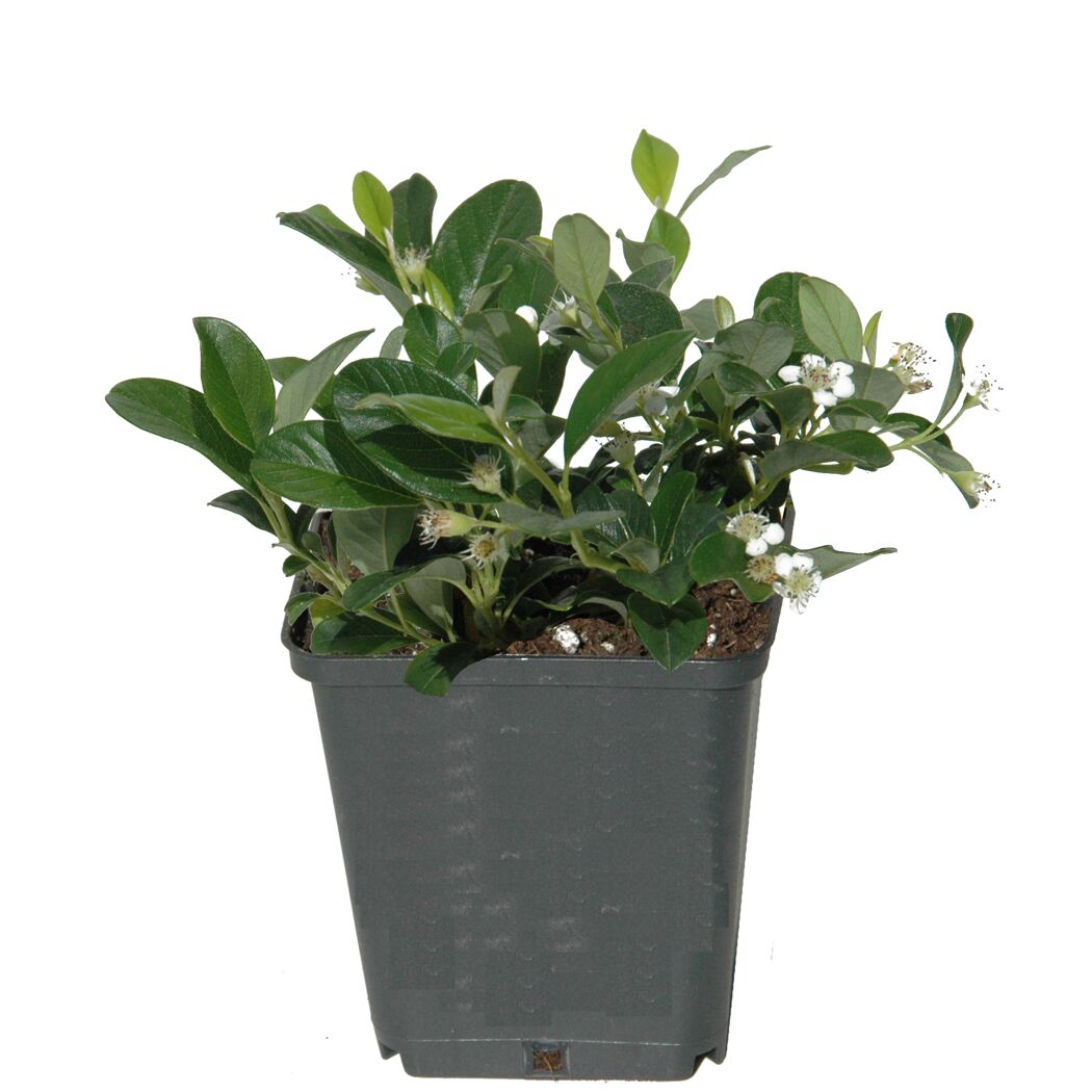 Cotoneaster im Topf