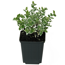 Spindelstrauch 'Emerald Gaiety' 9 cm Topf
