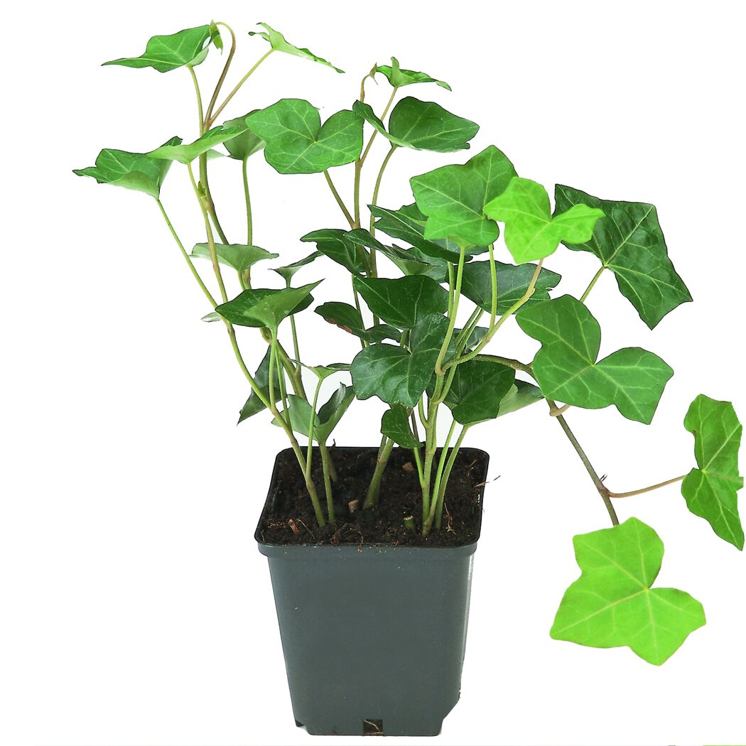 Efeu 'Hibernica' 9 cm Topf