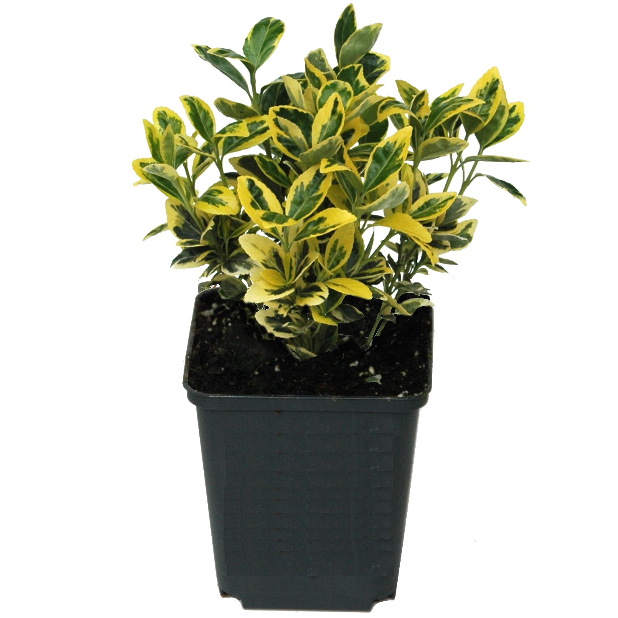 Gelbgrüne Kriechspindel im Topf