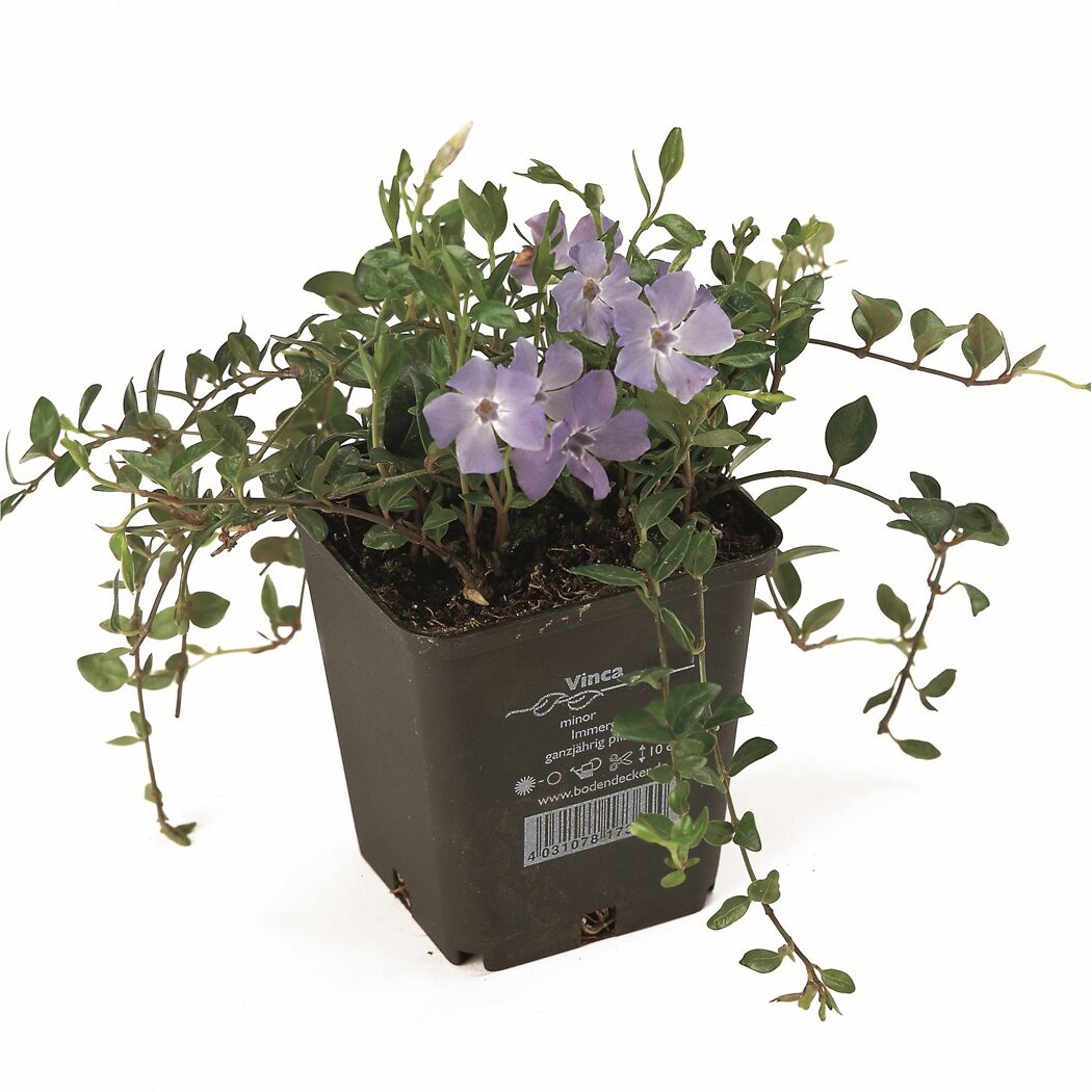 Vinca minor Bowles Immergrün in schwarzem Topf