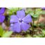 Nahaufnahme einer violetten Blume mit fünf Blütenblättern.