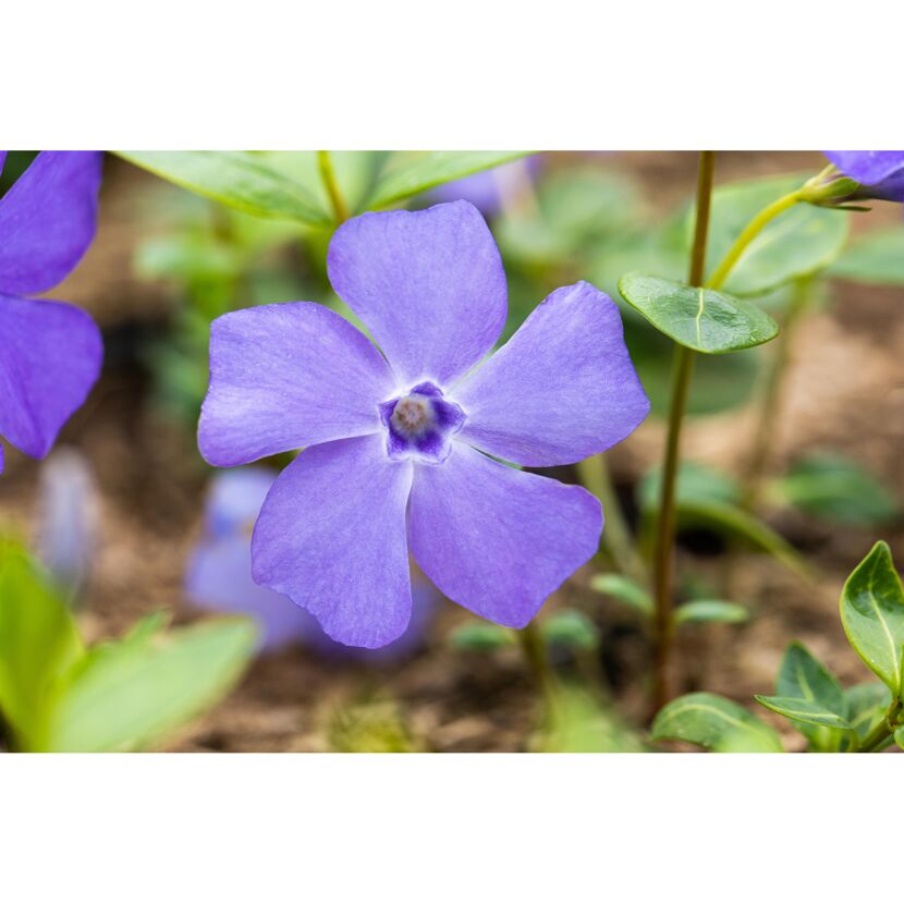 Nahaufnahme einer violetten Blume mit fünf Blütenblättern.