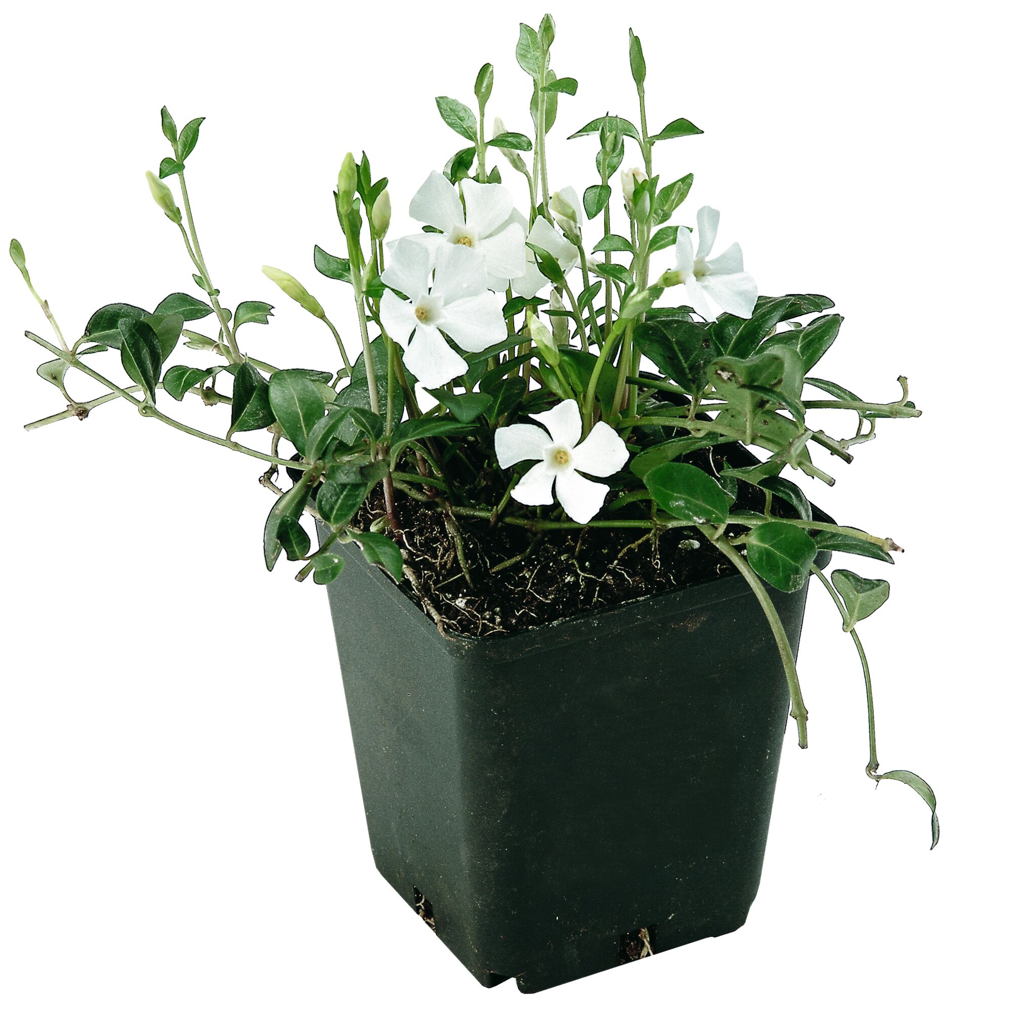 Weiße Immergrünpflanze im Topf