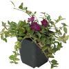 Vinca Minor Topfpflanze mit lila Blüten