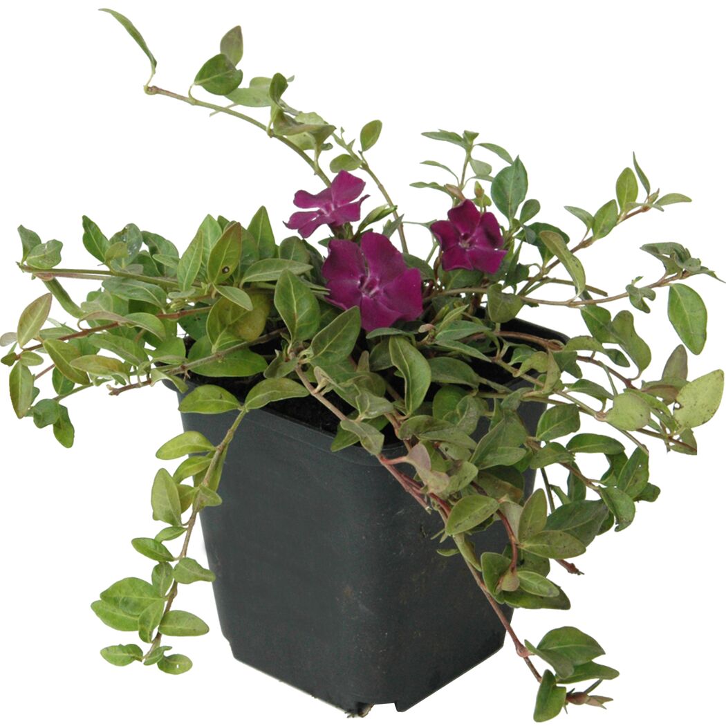 Vinca Minor Topfpflanze mit lila Blüten