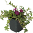 Kleinblättriges Immergrün 'Atropurpurea' violett 9 cm Topf