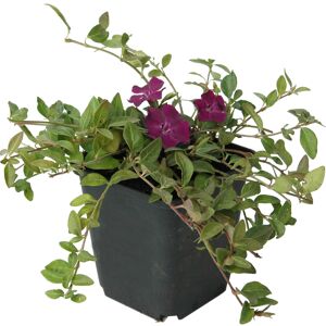 Kleinblättriges Immergrün 'Atropurpurea' violett 9 cm Topf
