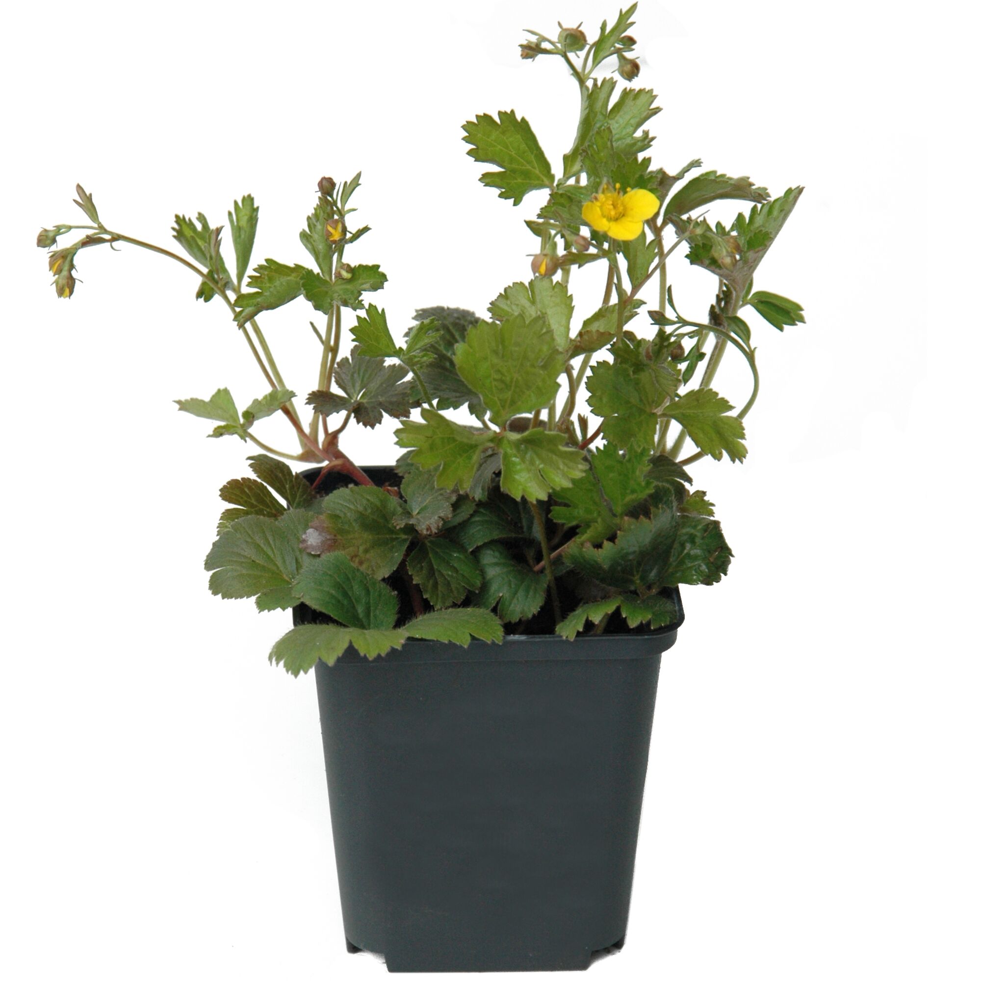 Gelbe Waldsteinie in einem schwarzen Topf