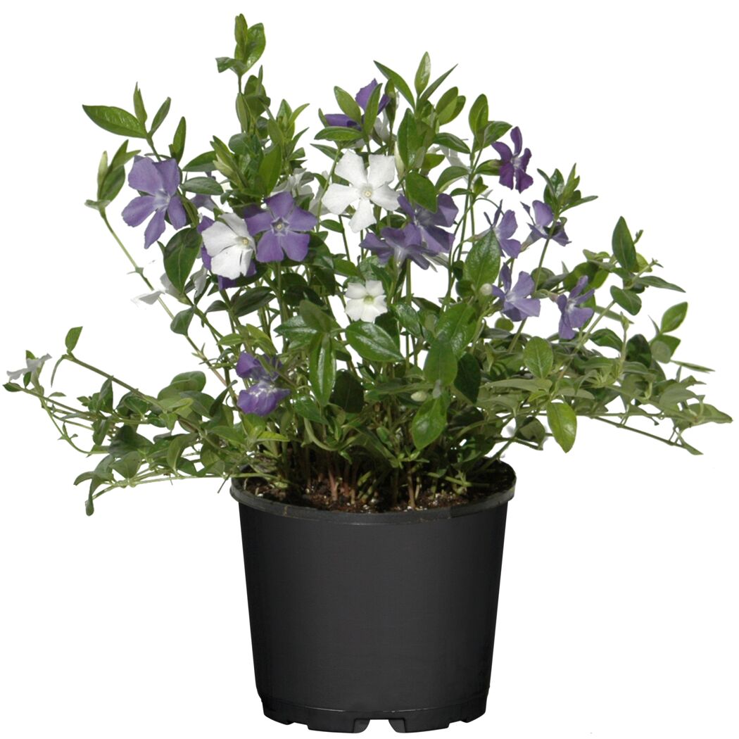 Vinca minor, Topfpflanze mit violetten und weißen Blüten