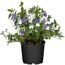 Vinca minor, Topfpflanze mit violetten und weißen Blüten
