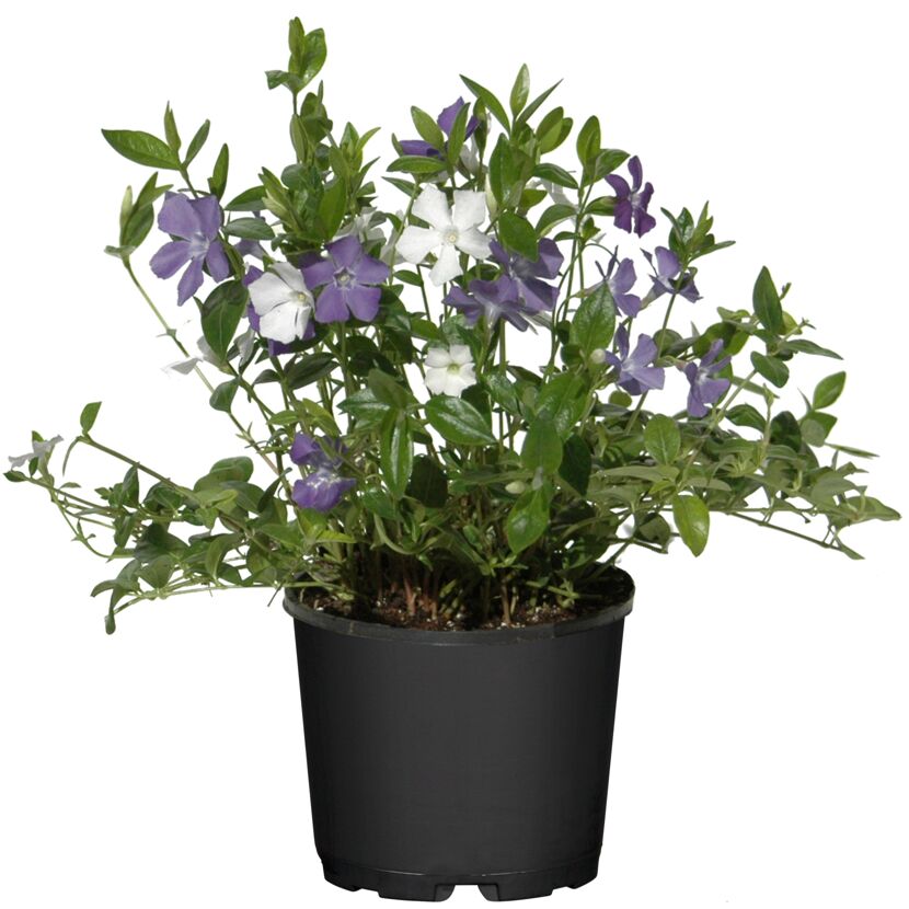 Vinca minor, Topfpflanze mit violetten und weißen Blüten