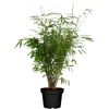 Fargesia Murielae Gartenbambus im Topf
