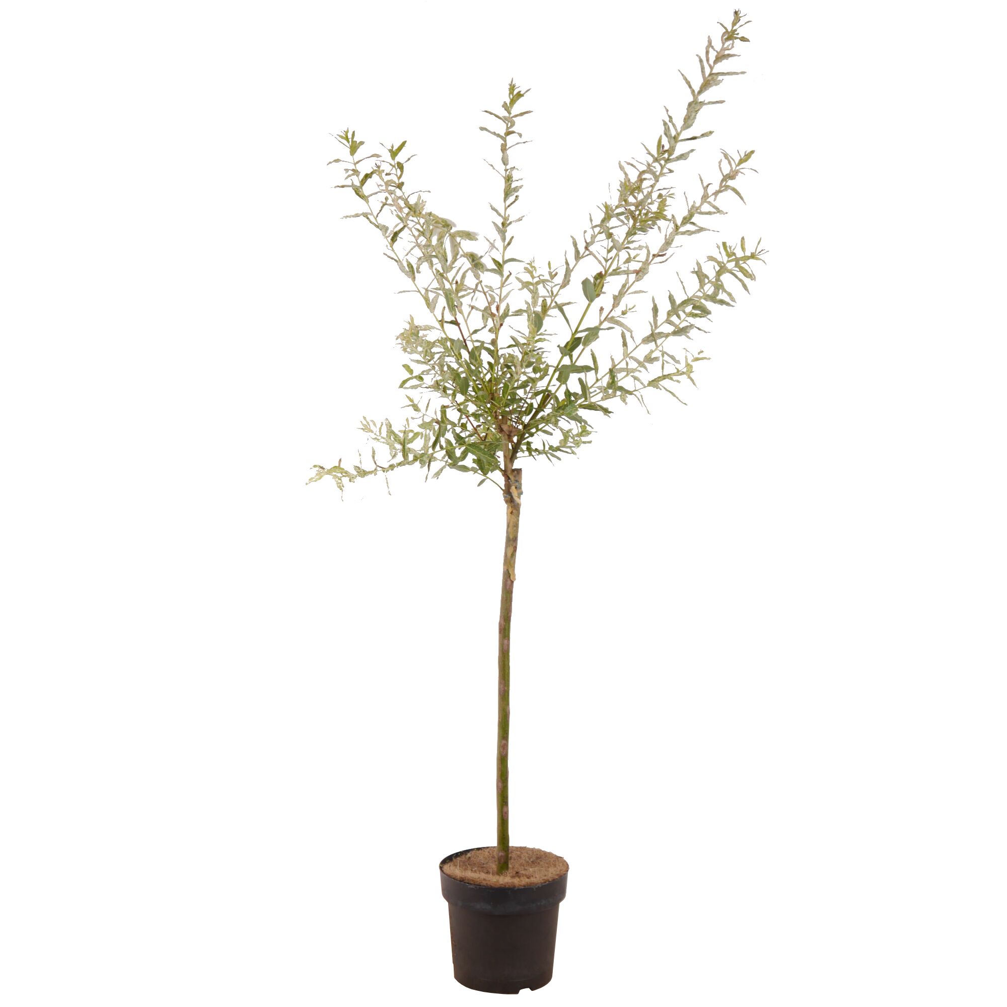 Harlekinweide im Topf