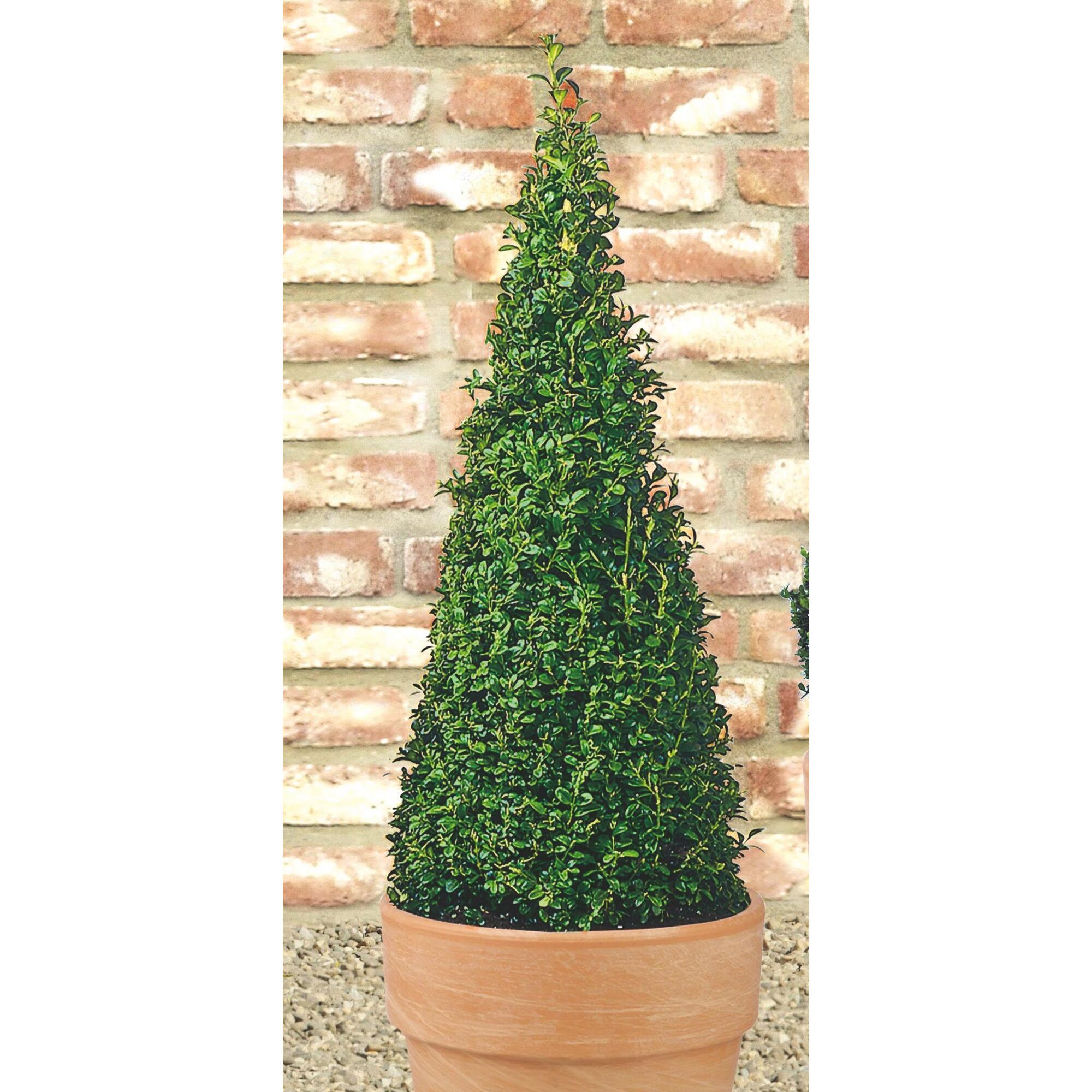 Buchsbaum, kegelförmig