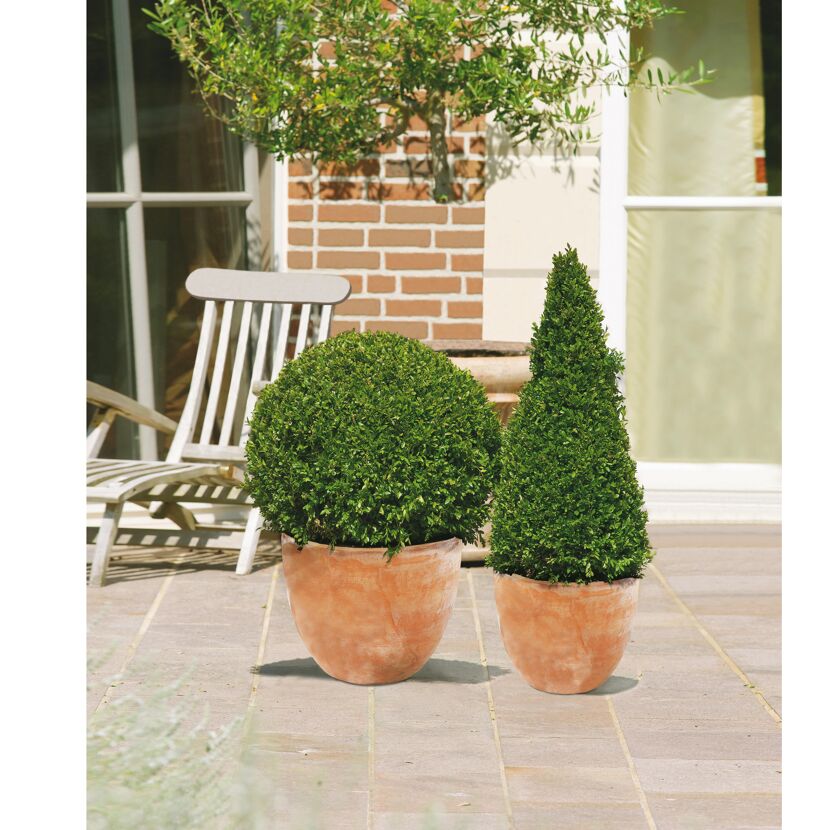 Zwei Buchsbäume in Terrakotta-Töpfen auf einer Terrasse.