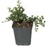Cotoneaster in einem Topf