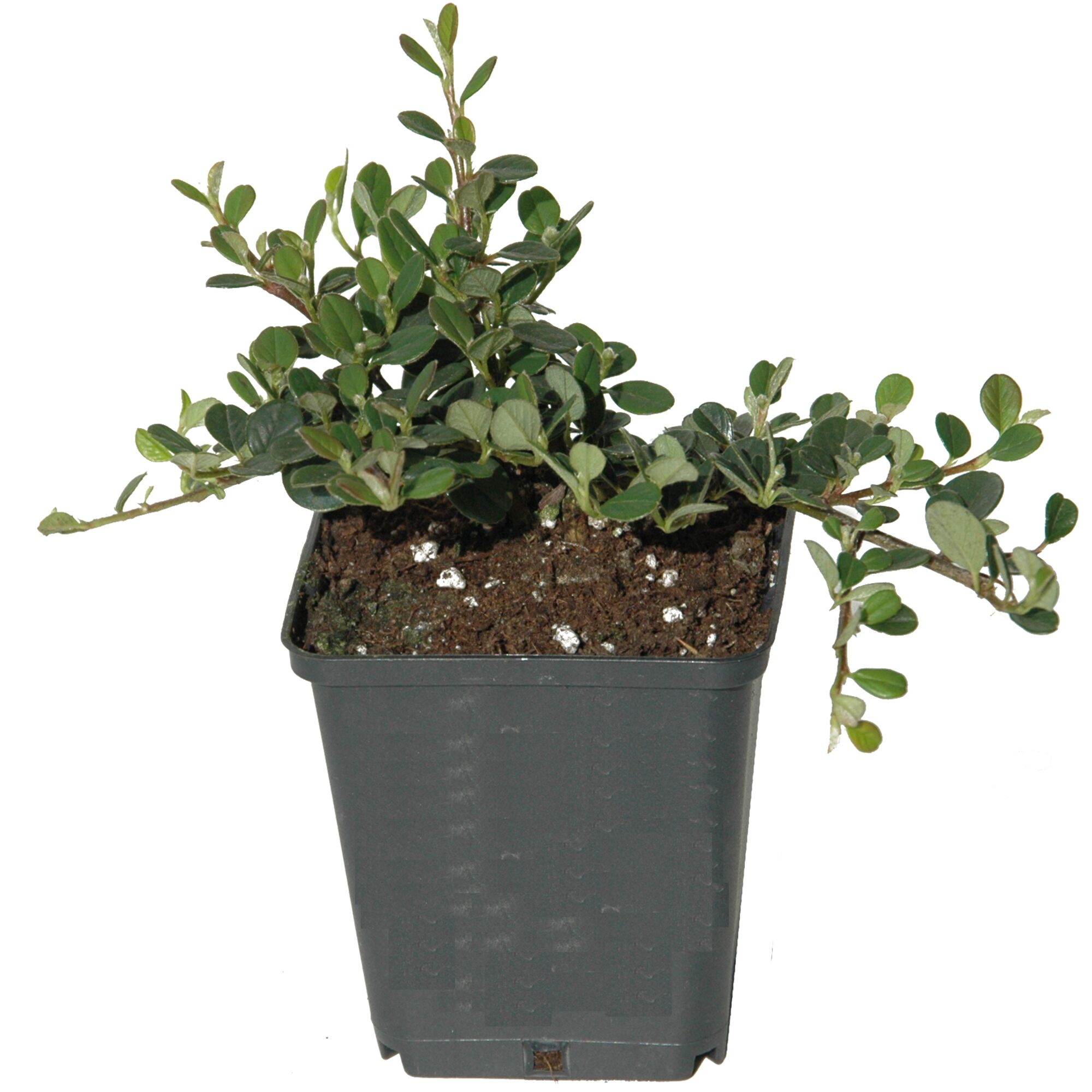 Cotoneaster in einem Topf