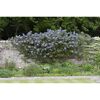 Säckelblume 'El Dorado' blau 19 cm Topf
