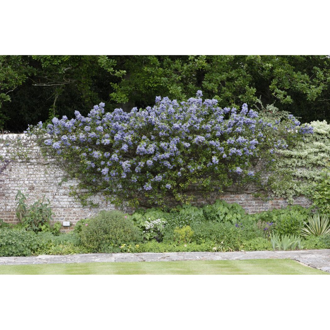 Säckelblume 'El Dorado' blau 19 cm Topf