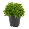 Strauchehrenpreis 'Greenboys®' 6 cm Topf