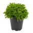 Strauchehrenpreis 'Greenboys®' 6 cm Topf