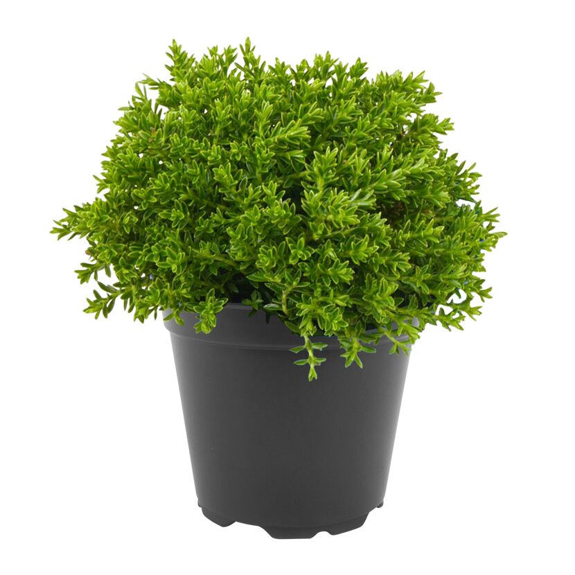 Strauchehrenpreis 'Greenboys®' 6 cm Topf