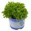 Strauchehrenpreis 'Greenboys®' 6 cm Topf