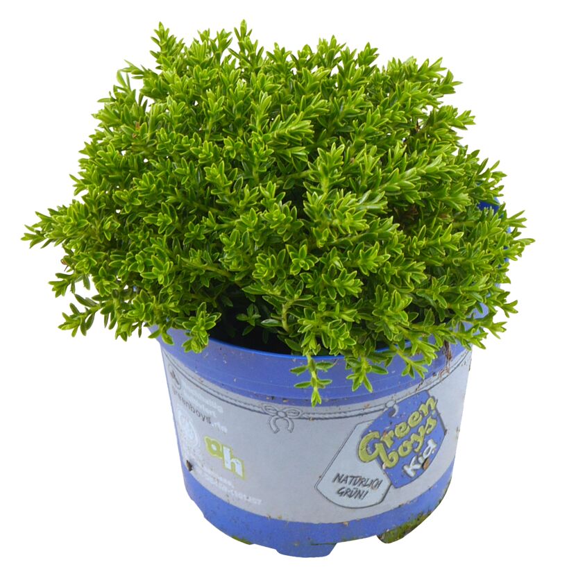 Strauchehrenpreis 'Greenboys®' 6 cm Topf