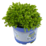 Strauchehrenpreis 'Greenboys®' 6 cm Topf