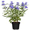 Bartblume im Topf