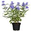Bartblume im Topf