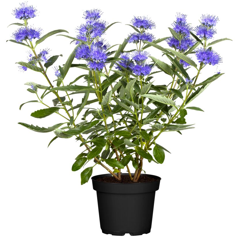 Bartblume im Topf