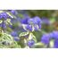Blaue Blüten des Bartblumenstrauchs