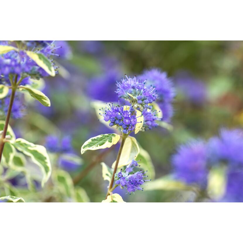 Blaue Blüten des Bartblumenstrauchs