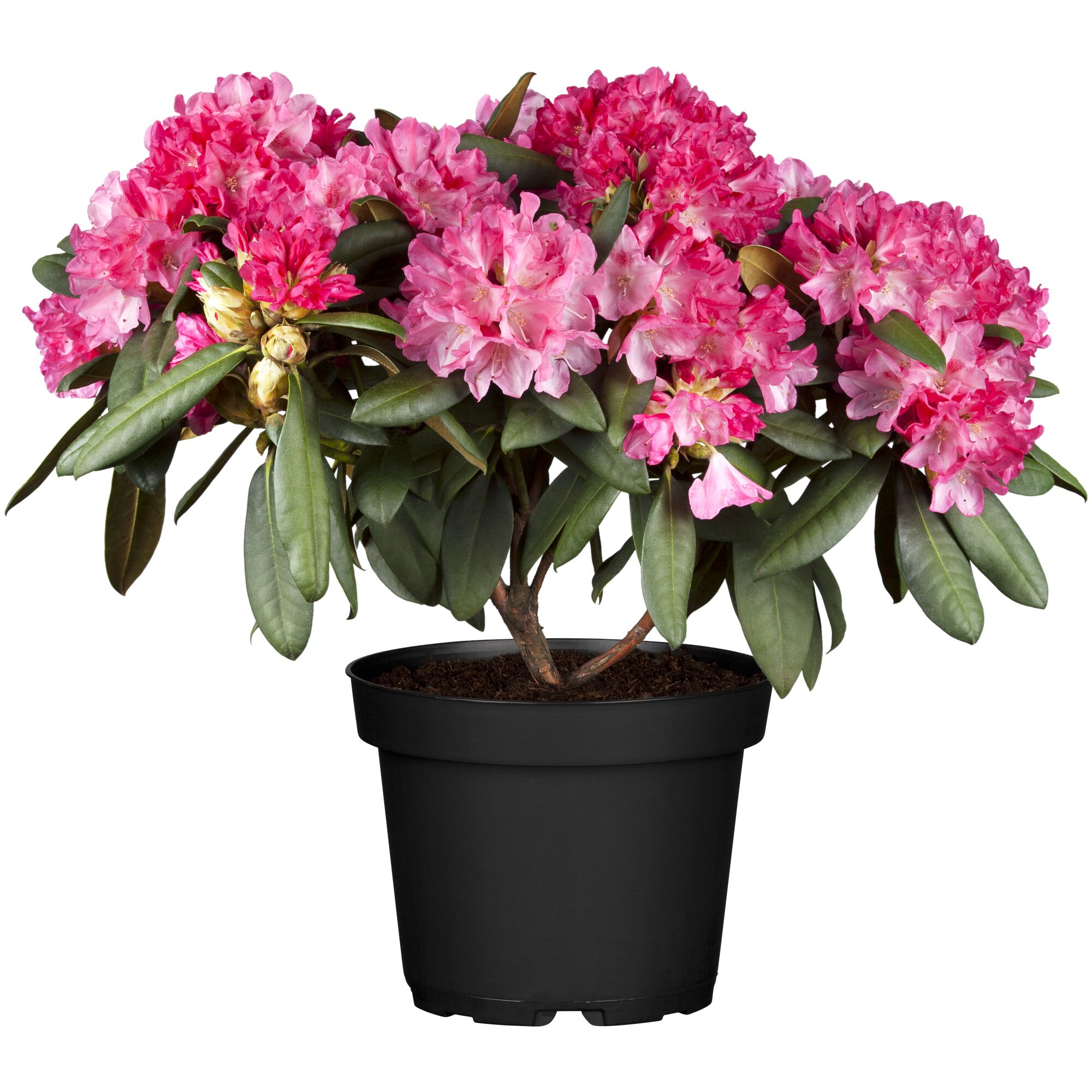 Blühender Rhododendron in schwarzem Topf
