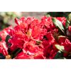 Nahaufnahme von roten Rhododendronblüten
