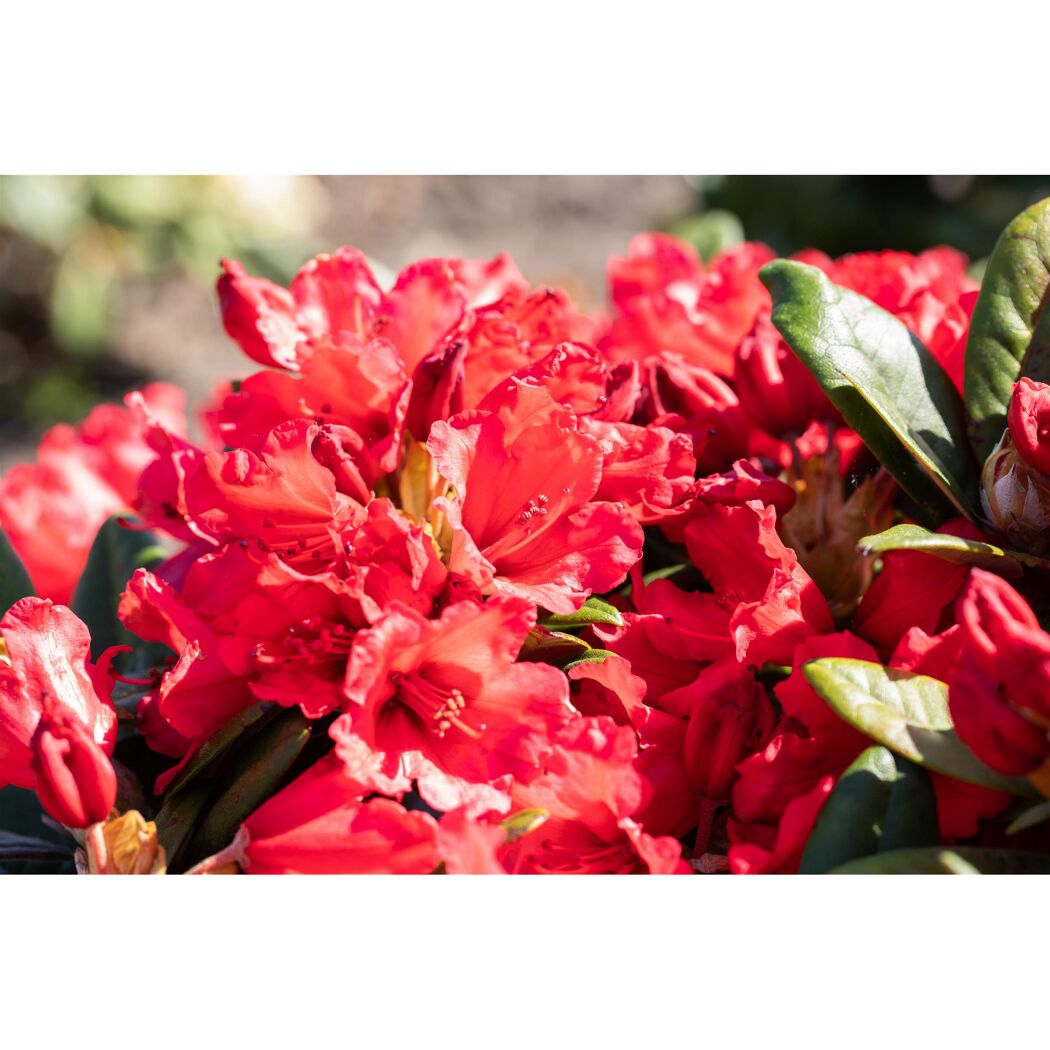 Nahaufnahme von roten Rhododendronblüten