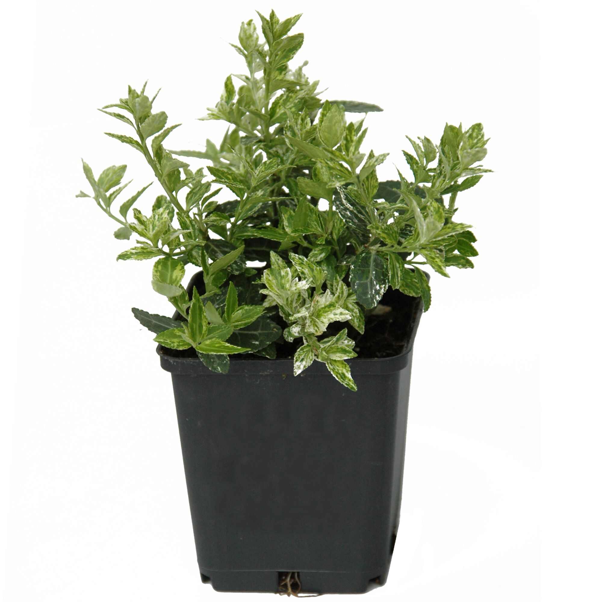 Buntlaubiger Spindelstrauch 'Harlequin' im Topf