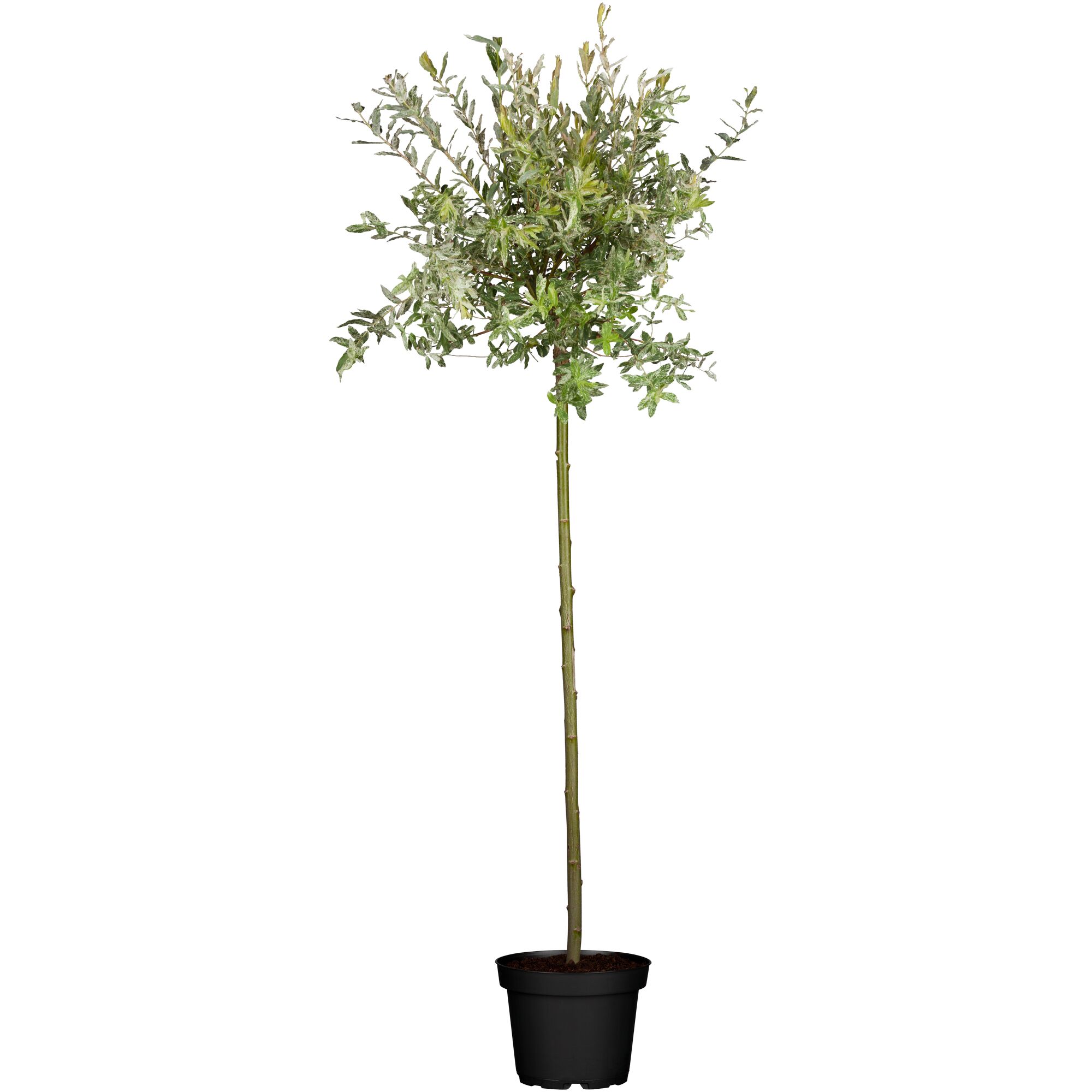 Harlekinweide im Topf