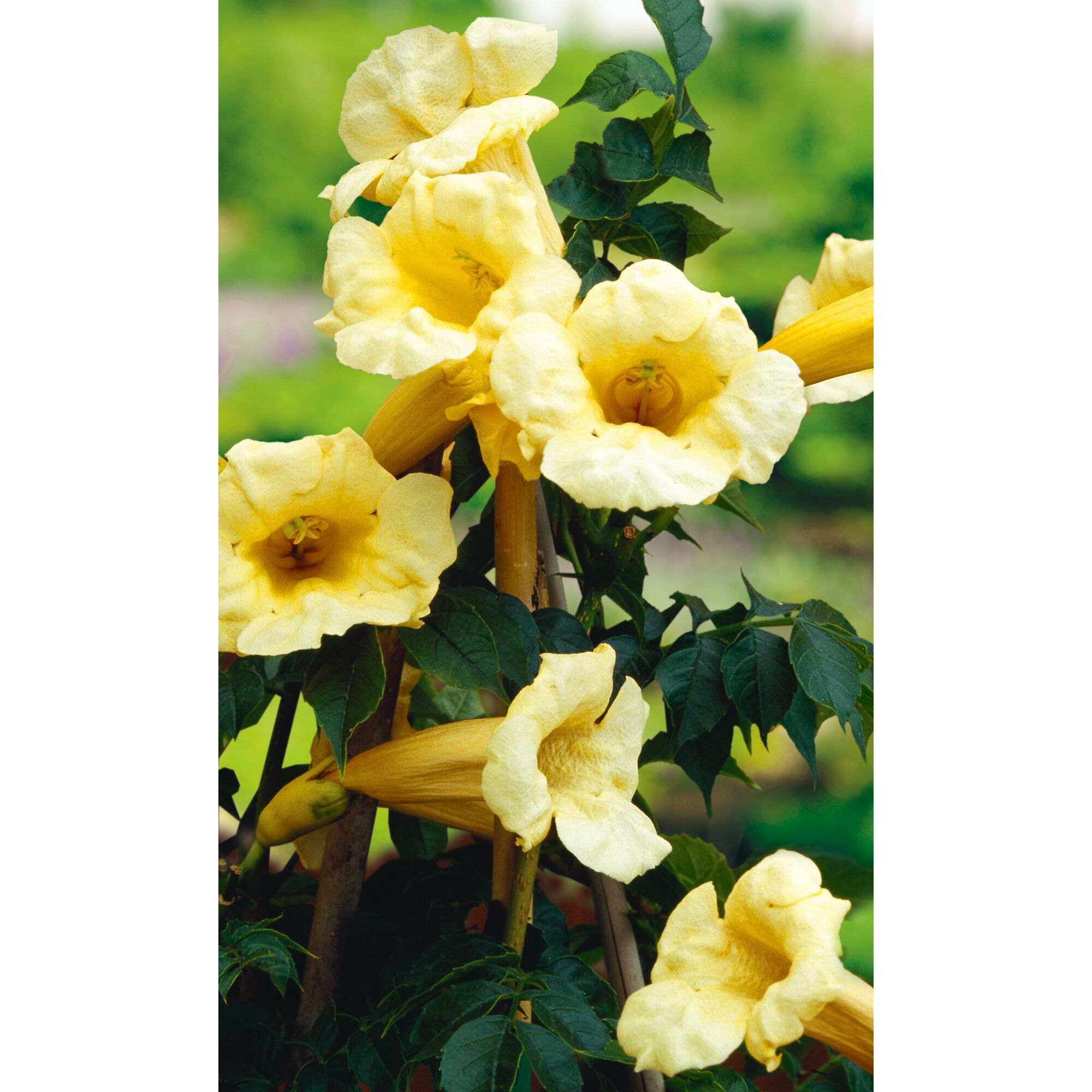 Trompetenblumen in gelb blühend