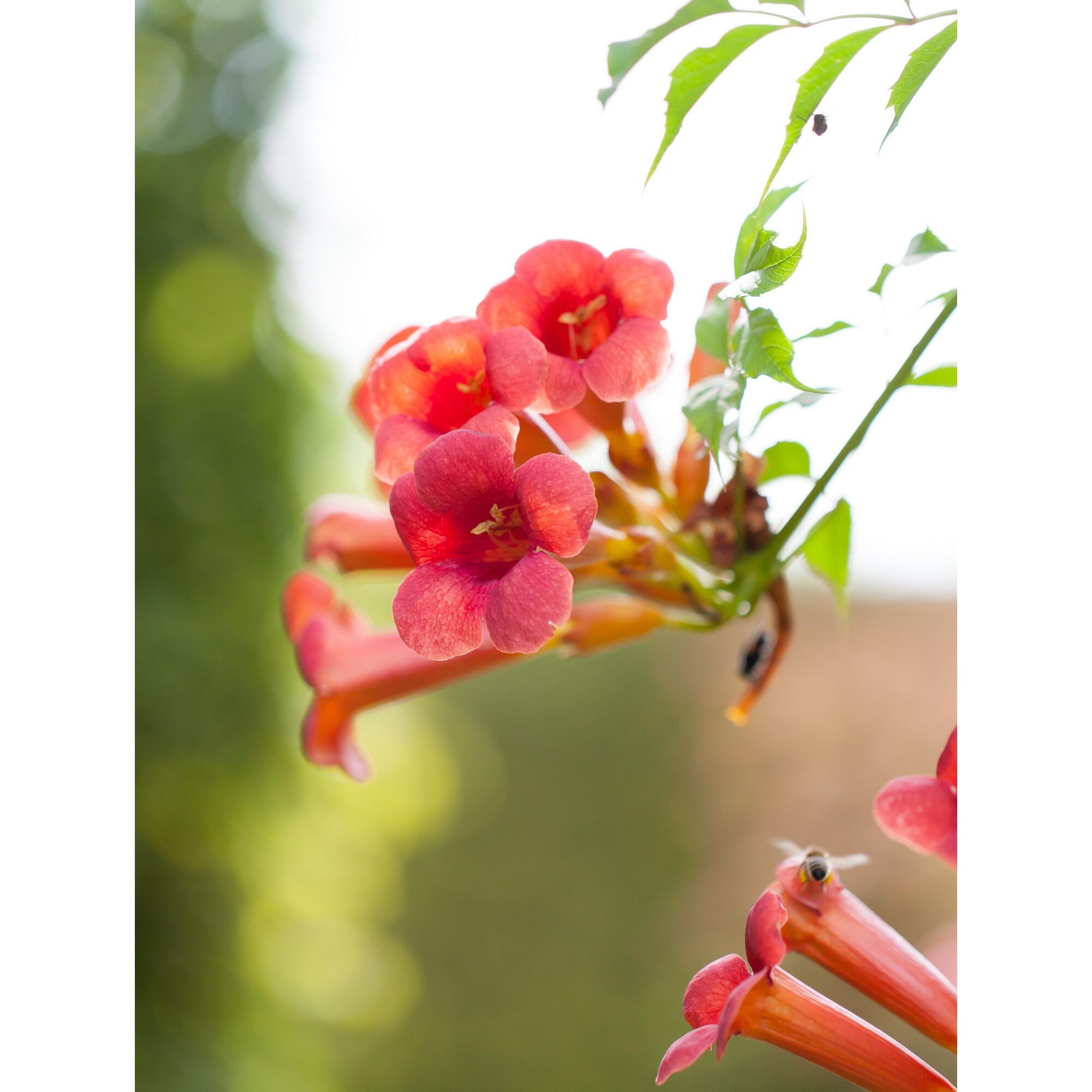 Nahaufnahme von orangen Trompetenblumen.