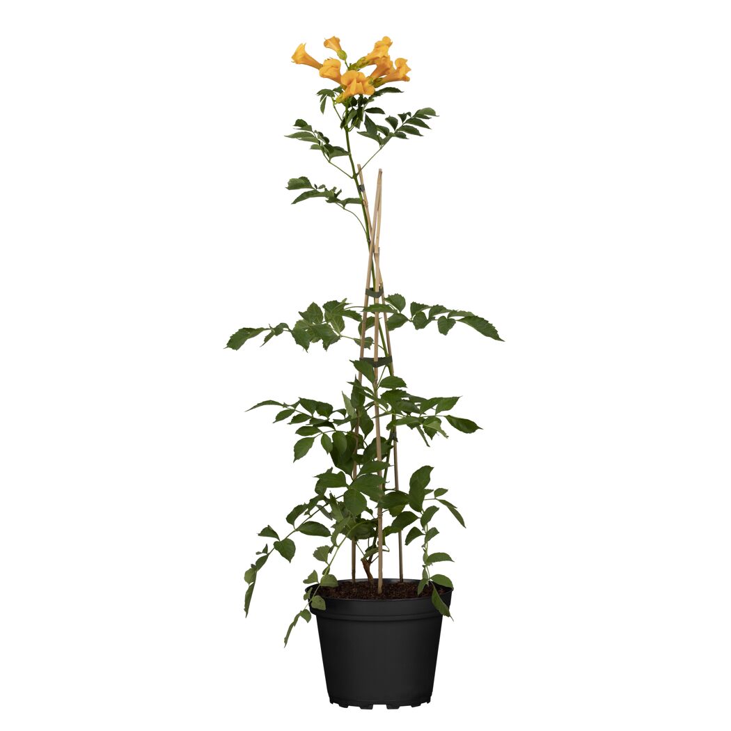Trompetenblume verschiedene Sorten orange 14 cm Topf