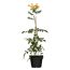 Trompetenblume, orange Blüten, Rankhilfe, Topf