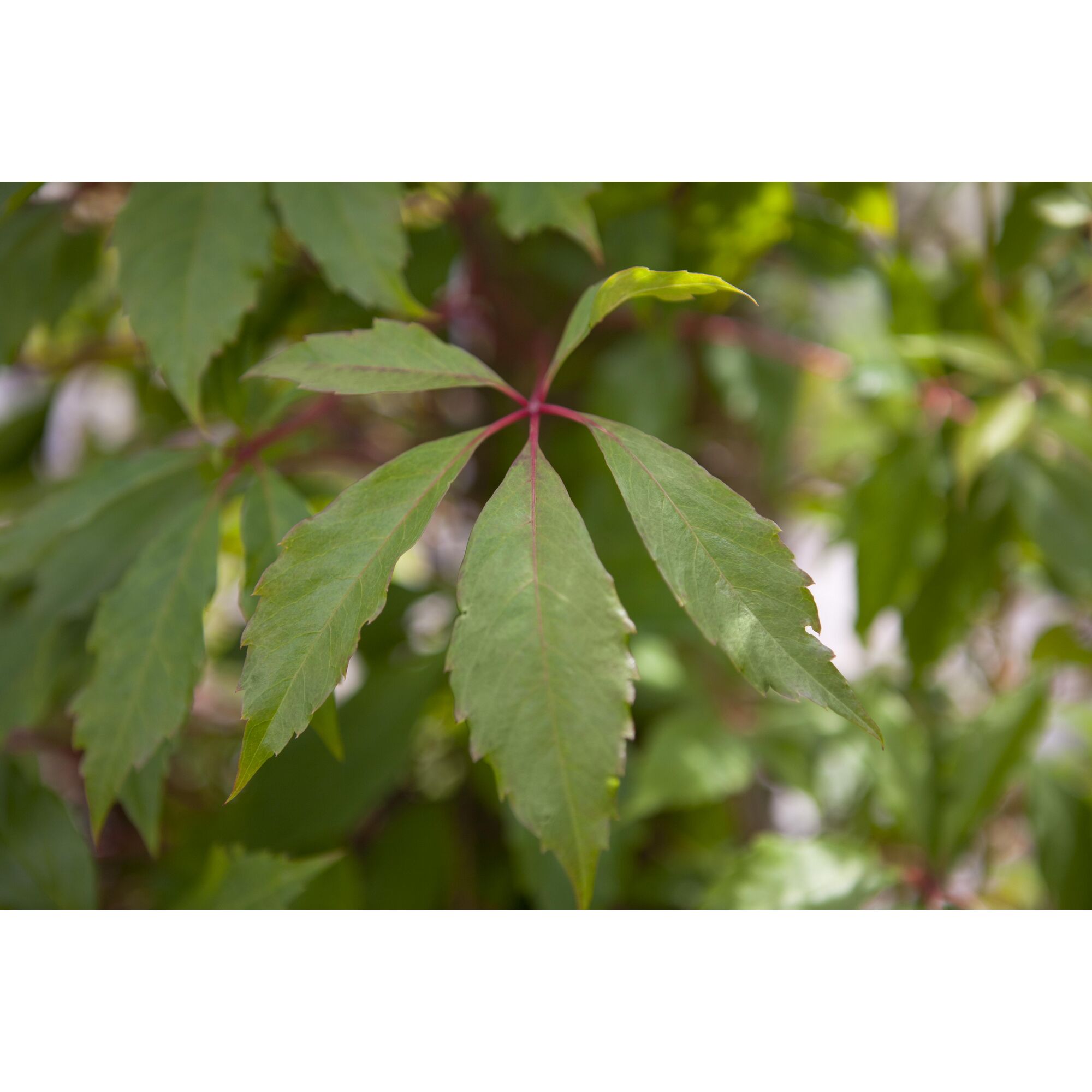 Nahaufnahme von grünen Blättern der Jungfernrebe