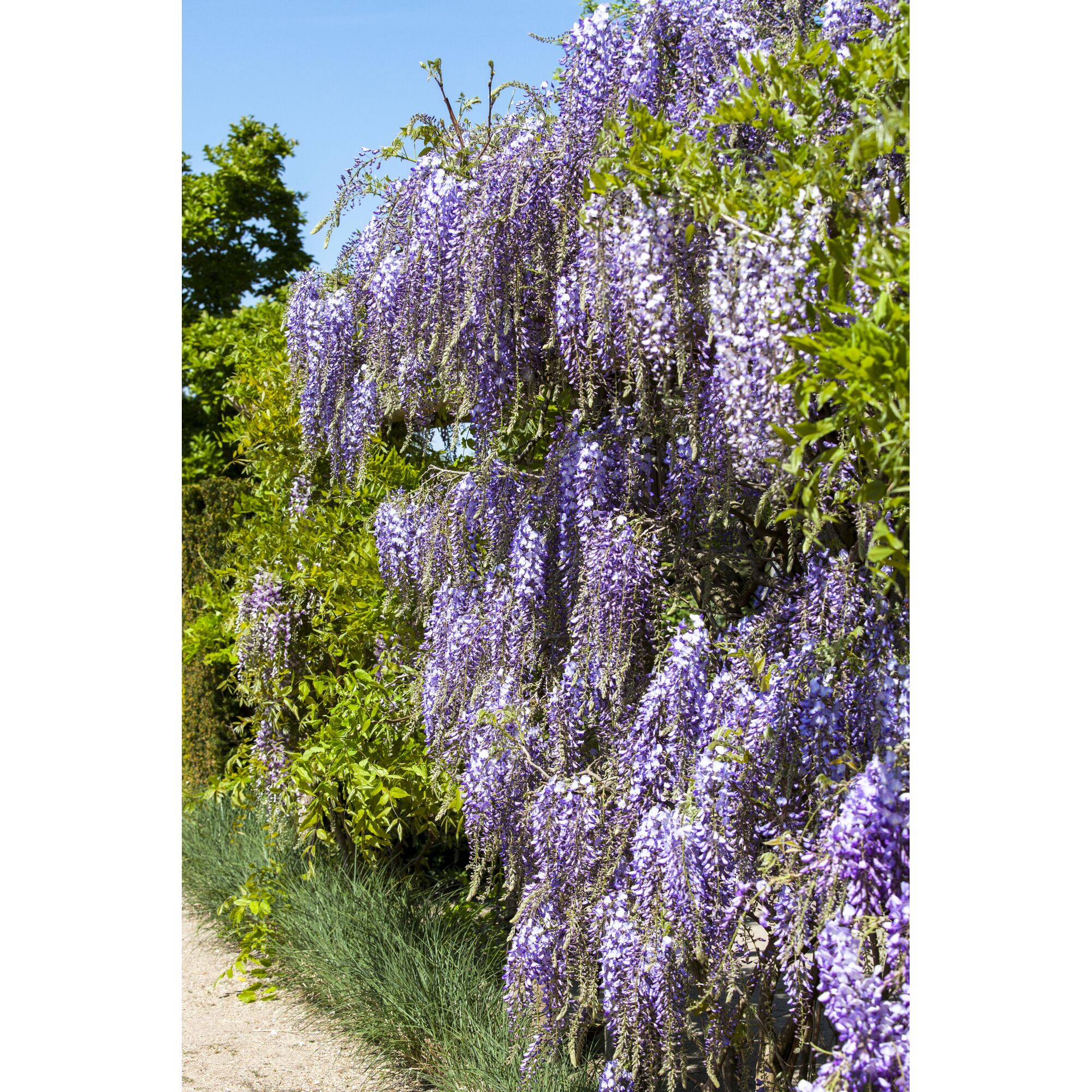 Blühender Blauregen (Wisteria floribunda rosea)