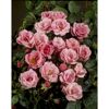 Rosa Strauchrose TOWN & COUNTRY